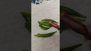 Lenora's Garden First pick of okra