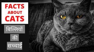 बिल्लियों की सच्चाई | Top 20 Interesting Facts about Cats | In Hindi