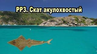 РР3. Скат акулохвостый. Редкости