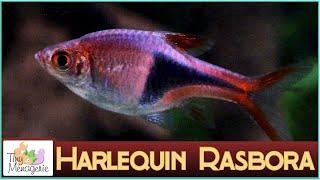 All About Harlequin Rasbora: Pretty in Pink Nano Fish!