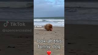 Dog on windy beach #funny