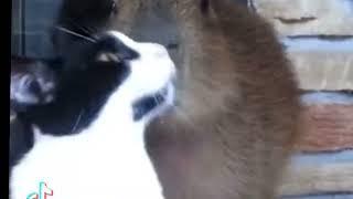 Capybara inútil @zDonovqn