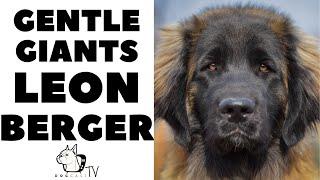 How to live with LEONBERGER DOGS - The German LionDogs!  DogCastTV!