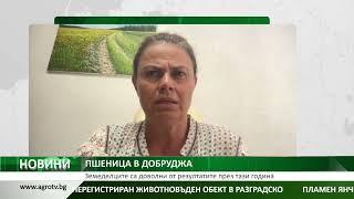 ПШЕНИЦА В ДОБРУДЖА: Земеделците са доволни от резултатите през тази година