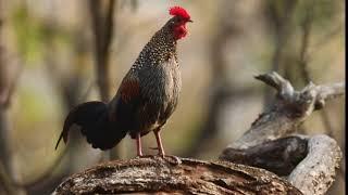 Call of Grey Jungle Fowl