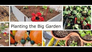 Planting the big Garden in Arizona