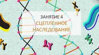 Занятие 4 |  Сцепленное наследование