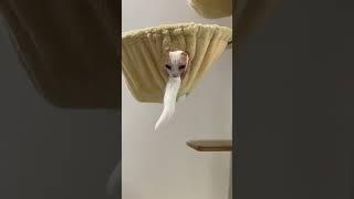  funny viral cat animals trend youtube