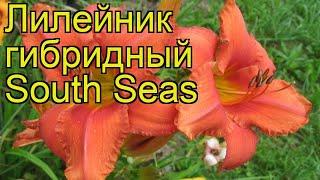 Лилейник гибридный Саус Сиз. Краткий обзор, описание характеристик hemerocallis hybrida South Seas