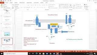 Protein Kinase C, Part 1; Introduction, Production of DAG and IP3 and Calcium homeostasis