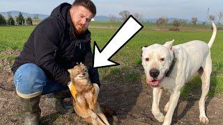 Dogo Argentino und Hunde Fangen Fuchs – Unglaubliche Jagdüberraschung!