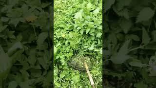 Поездка на хутор в Псковскую!