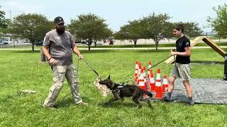 “Mirage” Z Tykev Vino. GSD puppy development with environmental obstacles. Also, it’s hot outside!