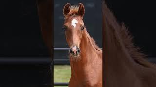 Foal Feature - Forenz x Bloomfield Marcella #horse #equestrian #bloomfieldfarm #foalforsale