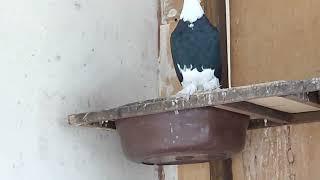 different andijan pigeons. +998979977719 whatsapp, telegram are activitionning