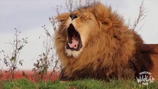 Yorkshire Wildlife Park Lion Rescue - 10 Year Anniversary