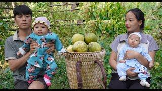 Harvesting grapefruit to sell at the market - a life of earning a living to raise two children