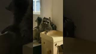 Енотики спорят за место | Енот выгоняет #енот #енотик #shorts #raccoon #short