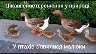 Цікаві спостереження у природі.Частина 5 "Які гарні малюки " #природа, #nature ,#bird