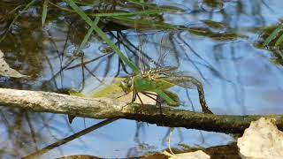 Common green darner (Anax junius) dragonfly, Hassayampa River Preserve, AZ