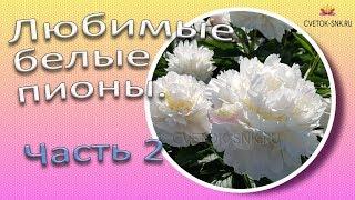 Любимые белые пионы. Часть 2 / Сад Ворошиловой