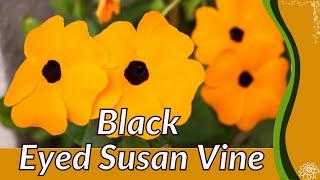 BLACK EYED SUSAN VINE Growing and Care Tips! (Thunbergia alata)