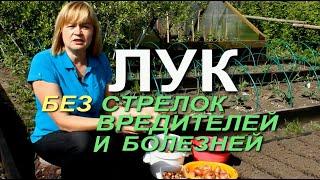 ЭТО НЕ ДАСТ ЛУКУ УЙТИ В СТРЕЛКУ И УБЕРЕЖЕТ ЕГО ОТ БОЛЕЗНЕЙ! Советы от ЗЕЛЕНОГО ОГОРОДА!