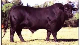 LOS MATÚA EL TORO... CHAMAME