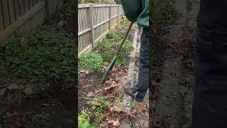 Quick Border Tidy up!