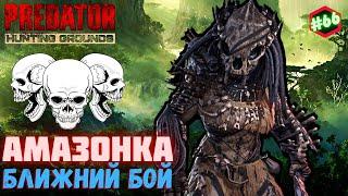 Predator Hunting Grounds  АМАЗОНКА ближний бой  ОХОТА #66 #predator