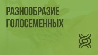 Разнообразие голосеменных. Видеоурок по биологии 5 класс