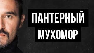 Микродозинг ПАНТЕРНОГО МУХОМОРА || Эффекты | Побочка | #мухомор #терапия