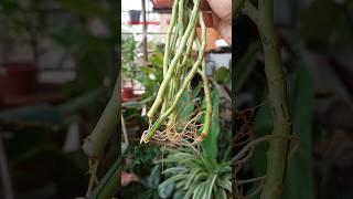 Grow Plants from Thrown Cuttings #propagation