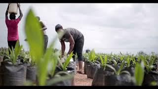 JB Farms Palm Tree Care