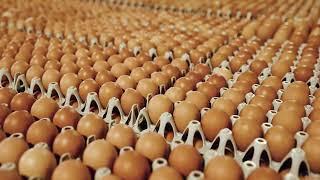 Vital Farms' Egg Central Station