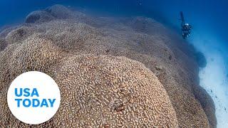 World's largest coral colony discovered by National Geographic divers