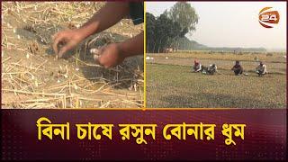 দেশের মোট চাহিদার ২৫ ভাগ পূরণ করা হয় নাটোরের রসুনে | Natore Garlic | Channel 24