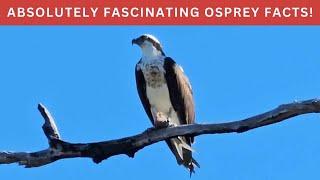 Ospreys are like no other raptor! Find out why in this fascinating episode!