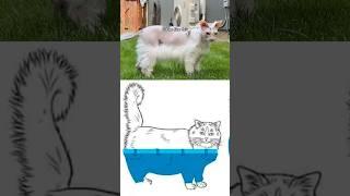 My Cat Solved The Mystery #shorts #pets #cats #sphynx #donskoy