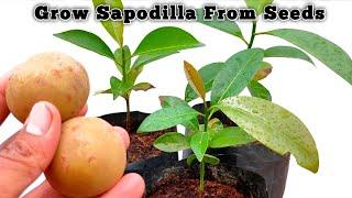 How to grow sapodilla  plants  from  seeds | Quickly Grow |