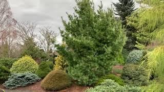 Pinus x schwerinii 'Wiethorst' Hybrid Pine Tree  January 2, 2020