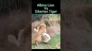 Lion and Tiger Showdown: Albino Lion Dominates Siberian Tiger in a One-on-One Fight