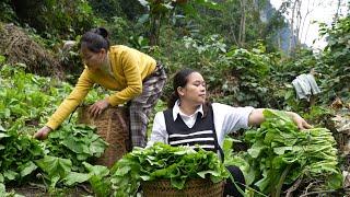 Maya & Ly Thi Ca Go Into The Forest To Harvest Green Vegetables Goes to market sell