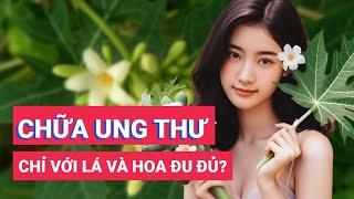 Lá và hoa đu đủ đực có chữa được bệnh ung thư không?