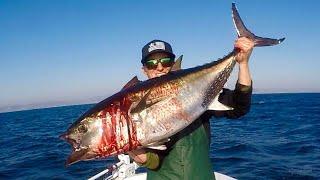 Bluefin Tuna Caught 3 Miles From Newport Beach Southern California Solo on a Bay Boat