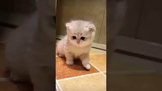 sk kashif hussain. world               cat baby cat New