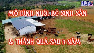 ĐÂY LÀ THÀNH QUẢ SAU 3 NĂM KHỞI NGHIỆP NUÔI BÒ SINH SẢN - QUY MÔ 40 CON BÒ SINH SẢN & 40 BÒ VỖ BÉO