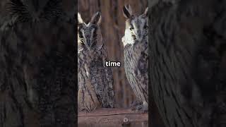 Did You Know? A Parliament of Owls!