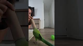 My best friend #funny #funnymemes #funnyvideo #funnyshorts #pets #birds