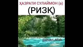 кисаи Хазрати Сулаймон ва мурча